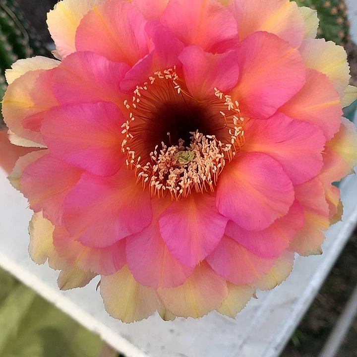 无花朵彩草 自根 444