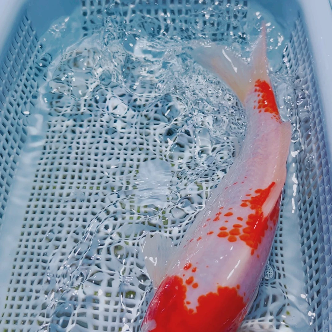 海水鱼锦鲤冷水140