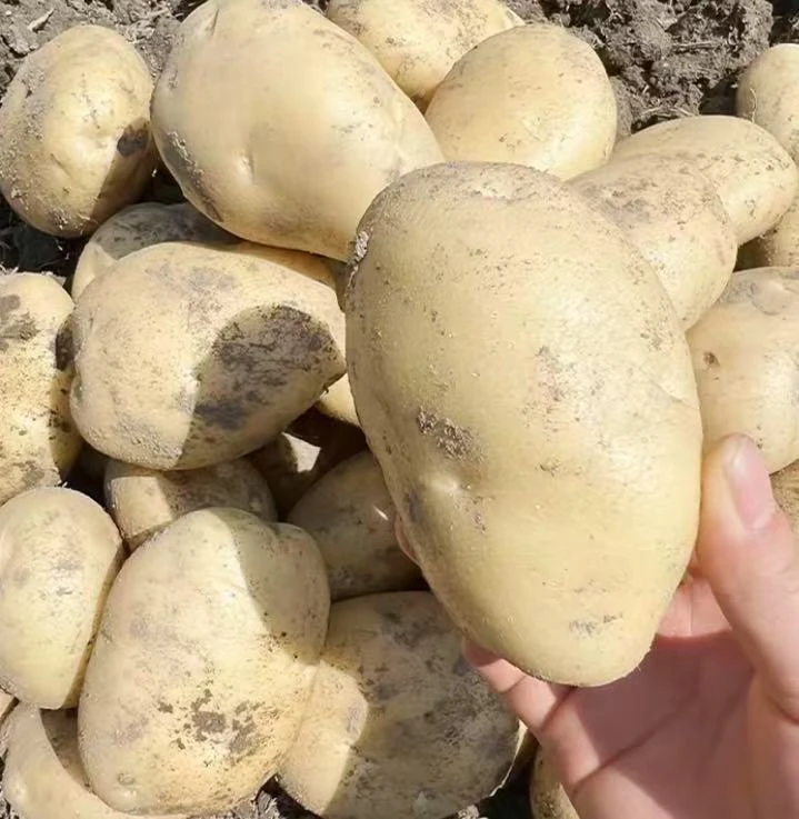 净重9斤多新鲜现挖黄皮黄心土豆沙糯粉面炒菜炖汤必备蔬菜