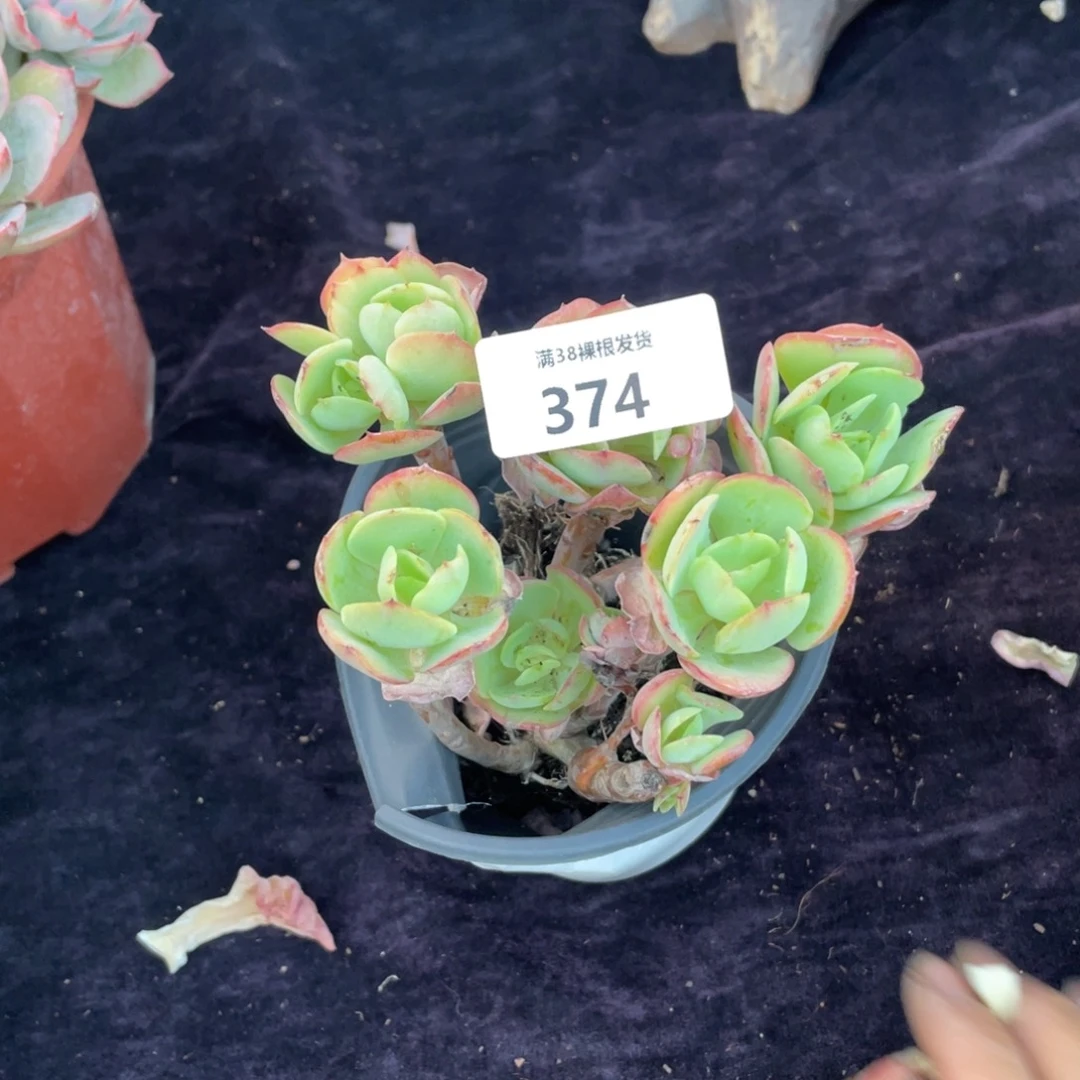歪***歪374碧桃小群生多肉植物