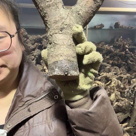 香榧木?****火琉璃的故事毛料摆件