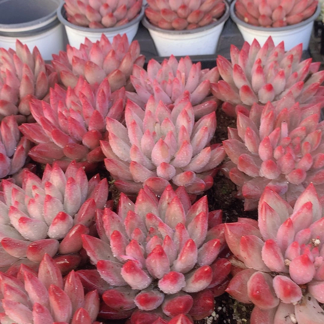 超红体单头虞美人35567788899