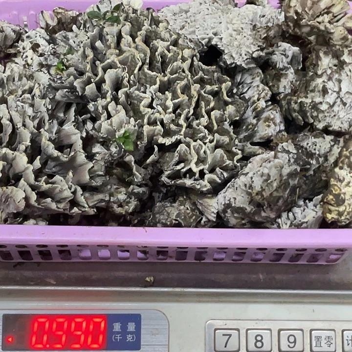 干巴菌超好吃中国大陆