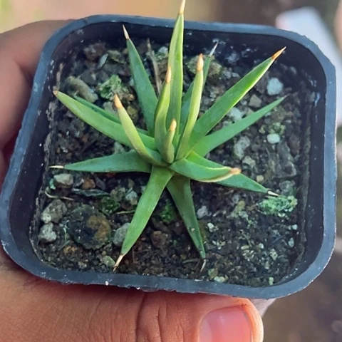 棉花龙龙舌兰植物