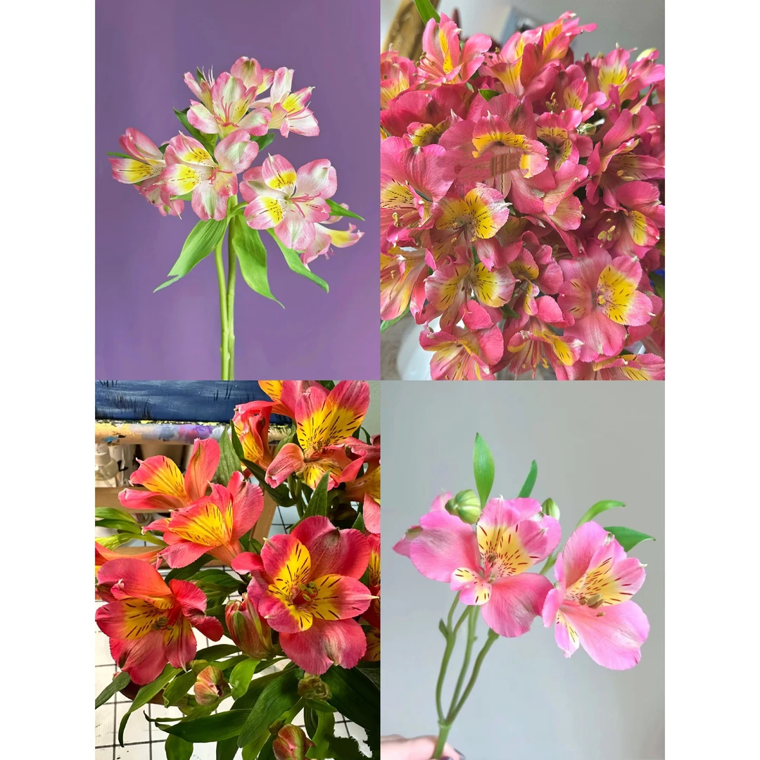 粉色蝴蝶六出花10支粉色水仙百合批发花店摆地摊云南一手货源