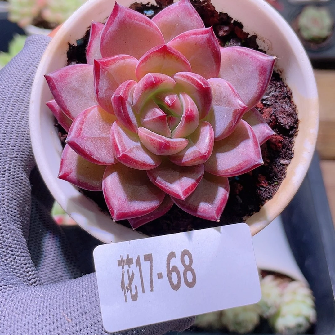 *****花利美17-68醉霞