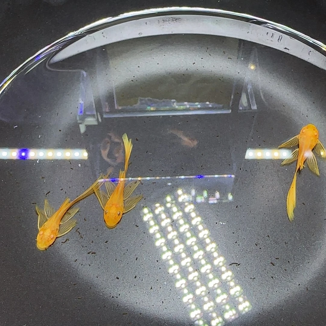 孔雀鱼3+大帆3条！！