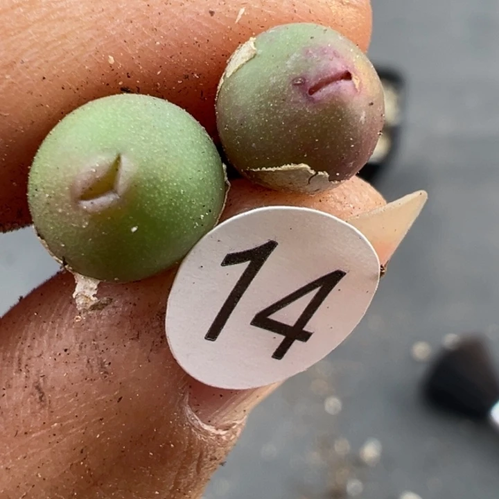 14号这颗多肉有点好看