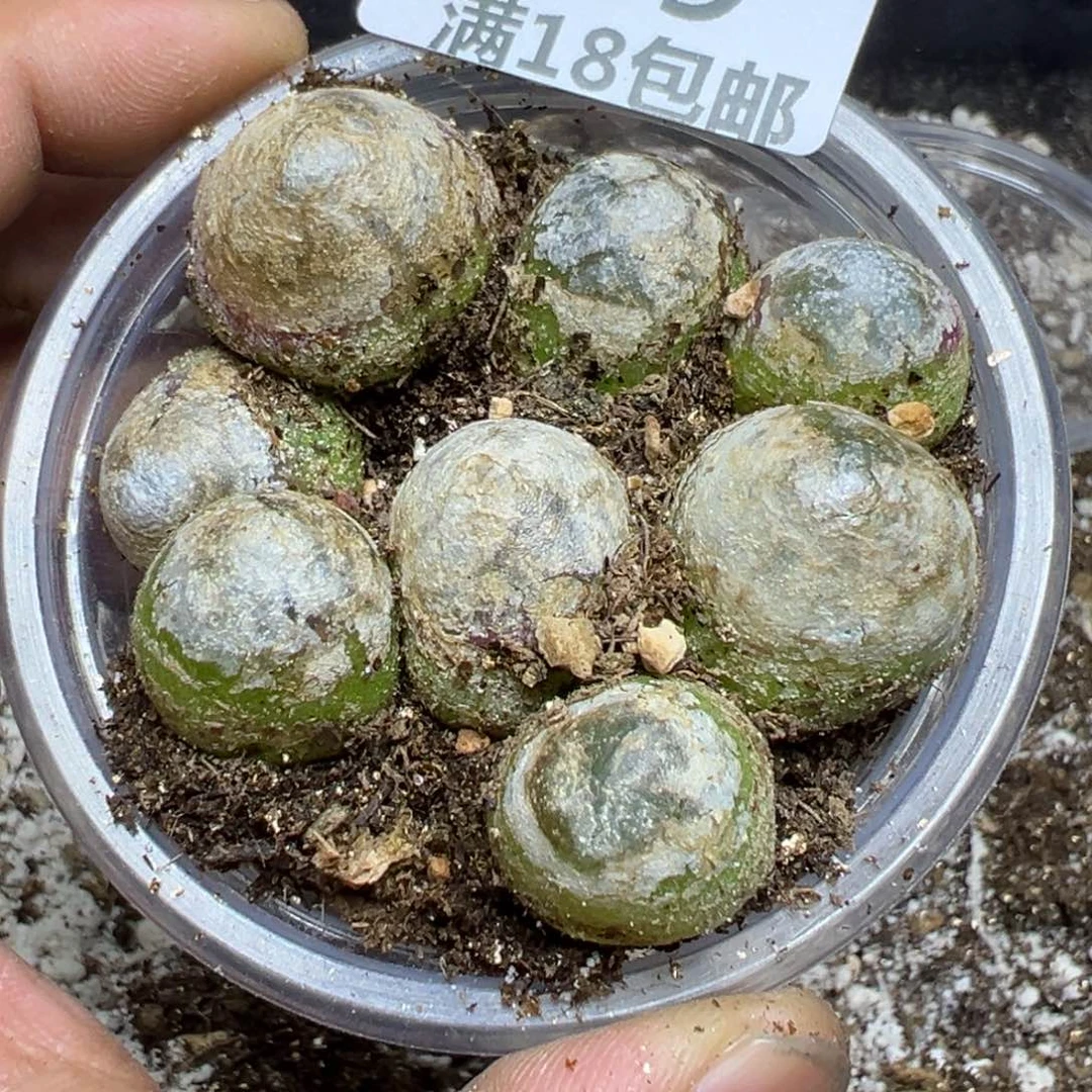 【闪购商品】 899。