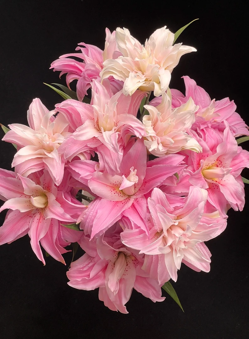 小粉戴安娜重瓣百合（淡粉色系） 高颜值 东北基地新鲜采摘发货