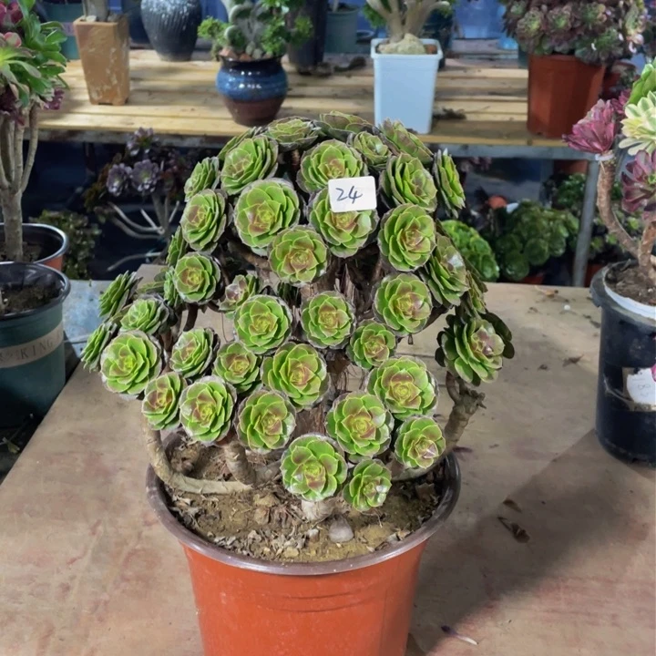 C**猫万圣节法师一个24号