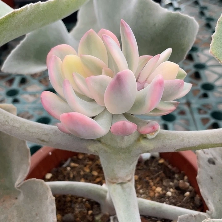 克雷吉锦出侧芽一物一拍