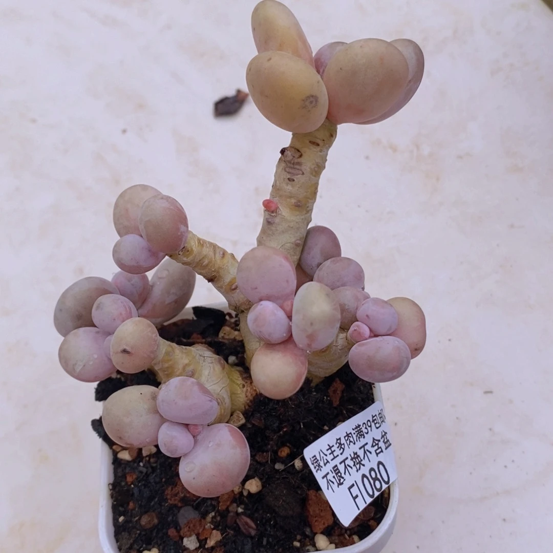 橙奶老桩8cm1080多肉植物