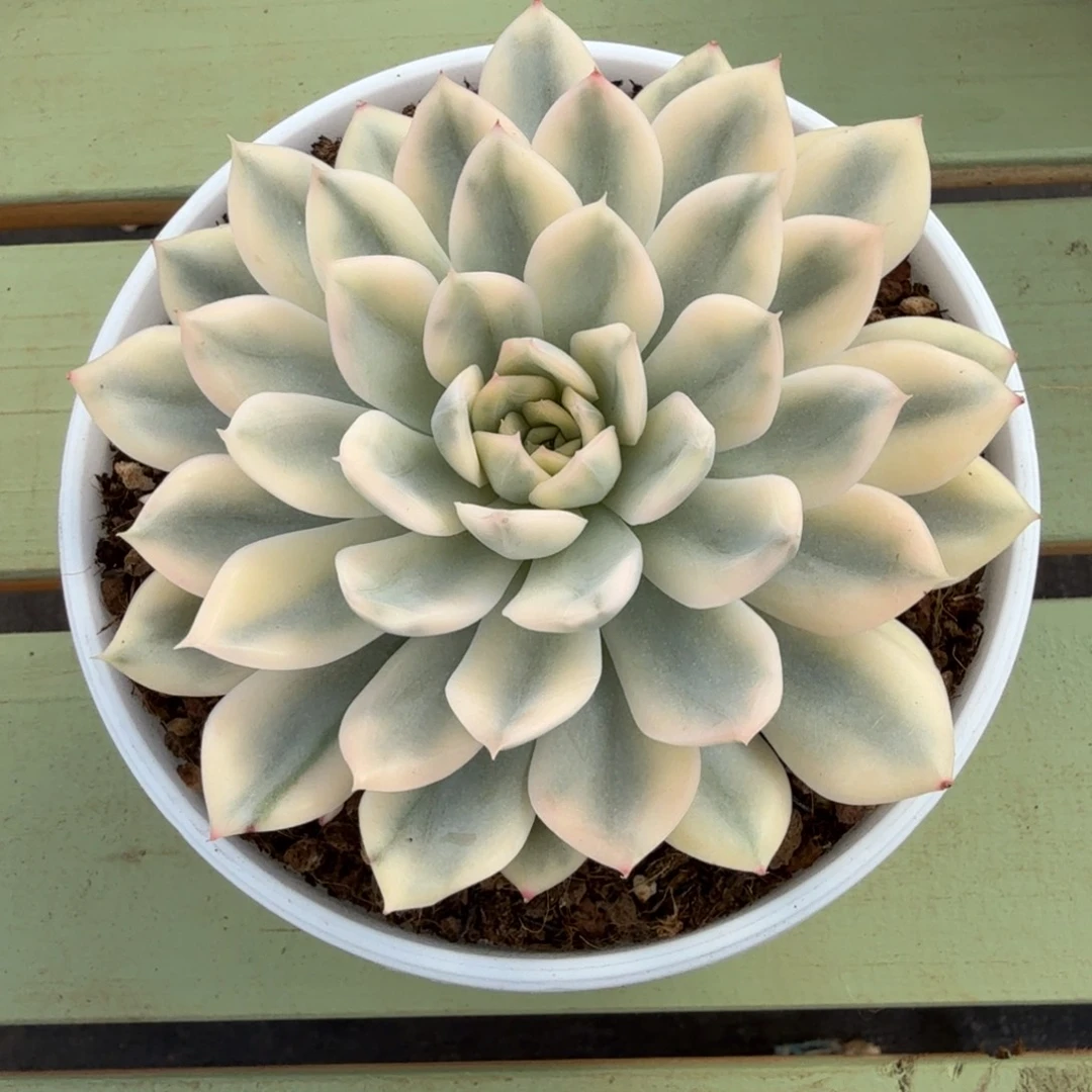 月亮仙子锦上园艺一物一拍