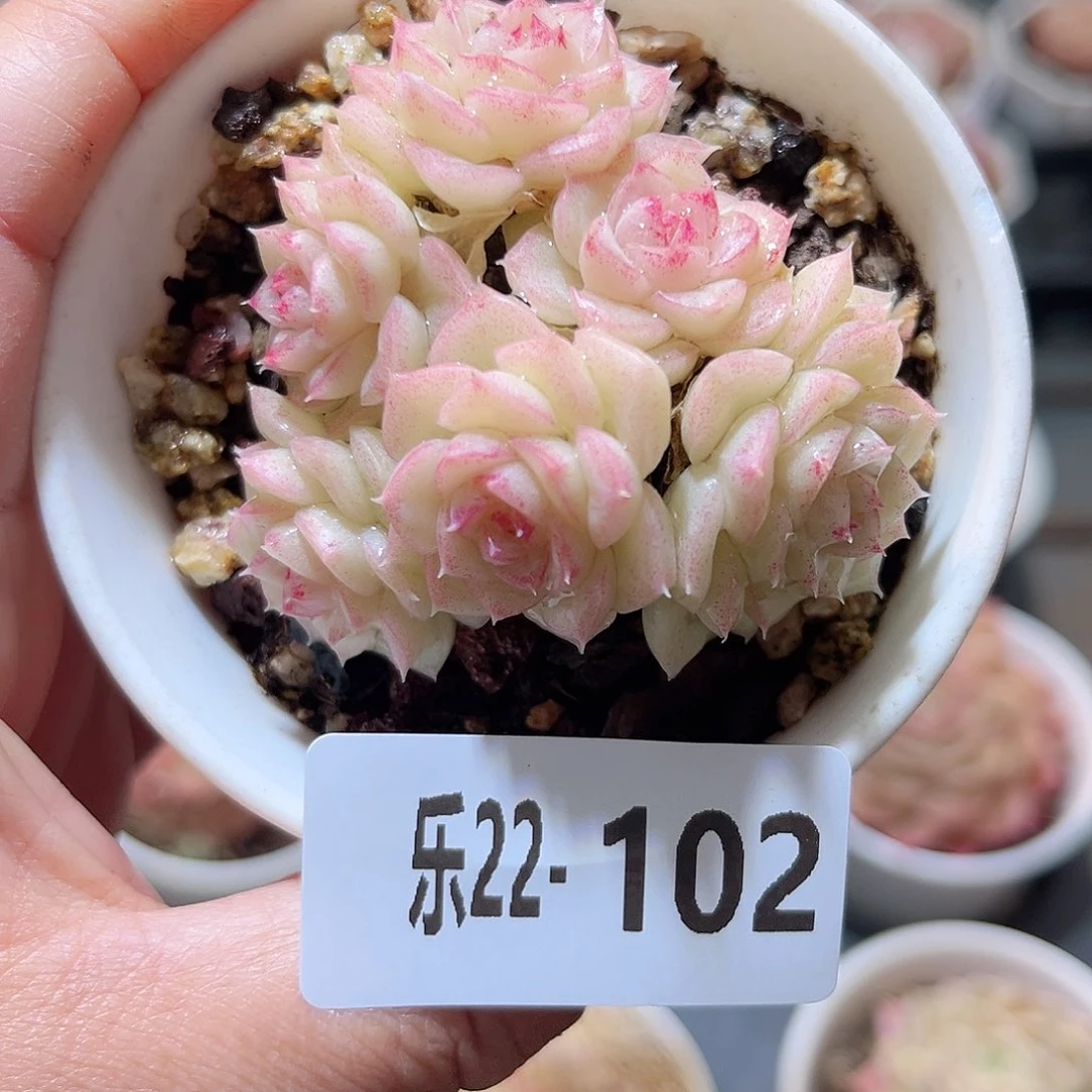 乐22-102 白天鹅不包整