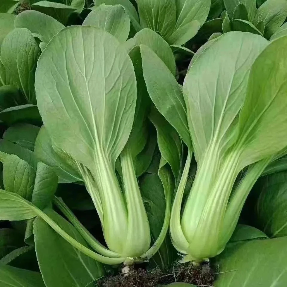 【众旺家庭农场】油菜 新鲜油菜 小白菜 2/3斤 顺丰包邮 送货上门绿色蔬菜油菜