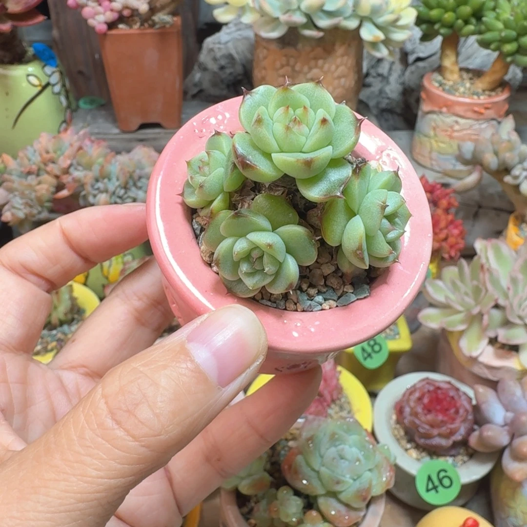 精品溏心 多肉含盆土 一物一拍