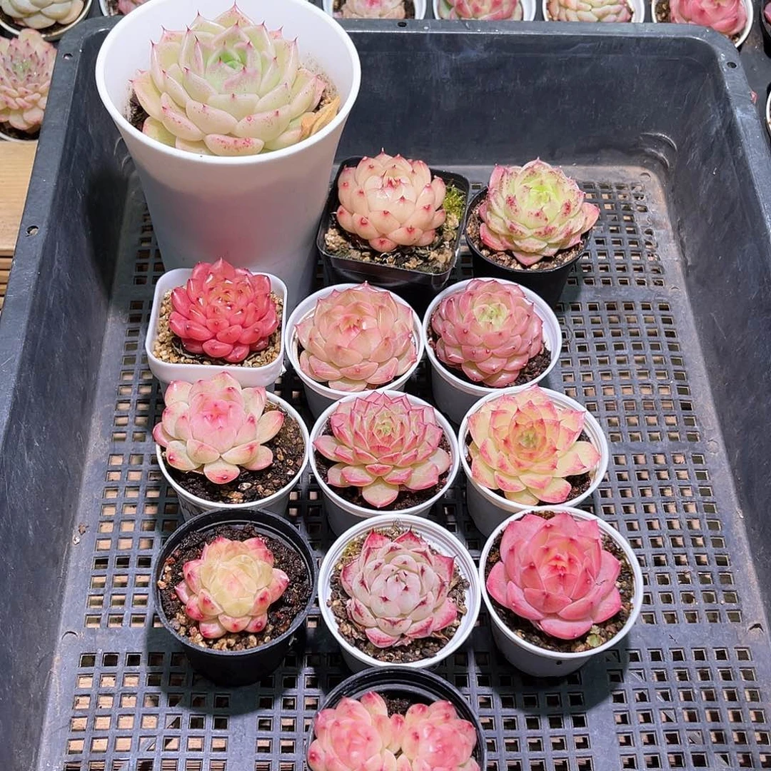 花13-147框拍13颗