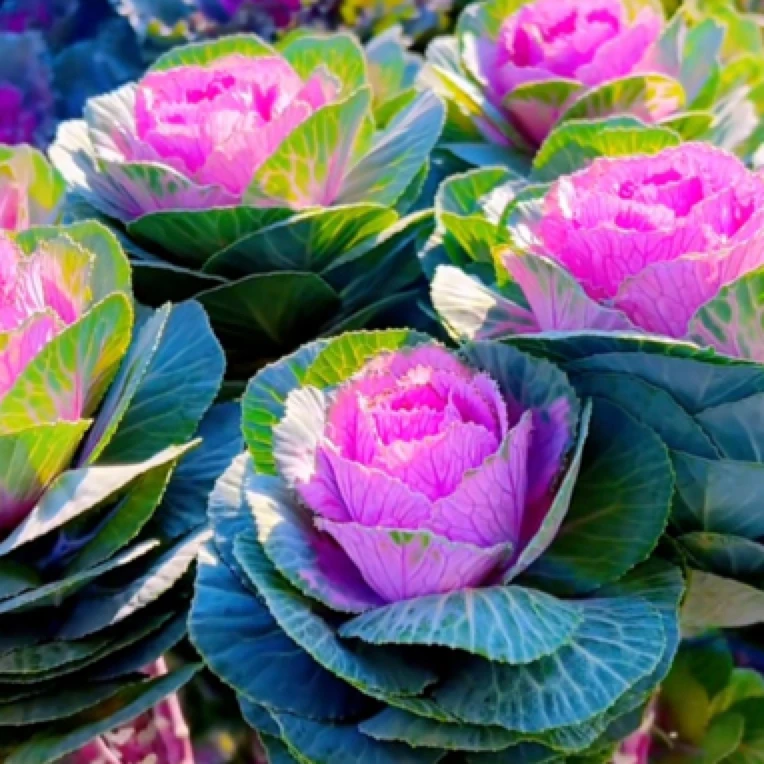 羽衣甘蓝盆栽多头适合阳台庭院种植花卉