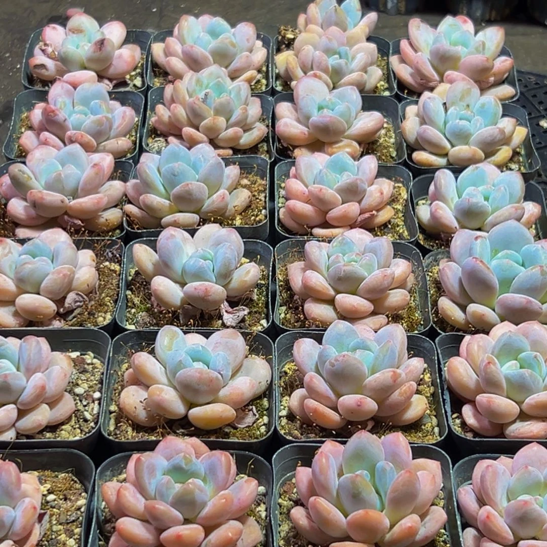 130的人了还在看电视吗你