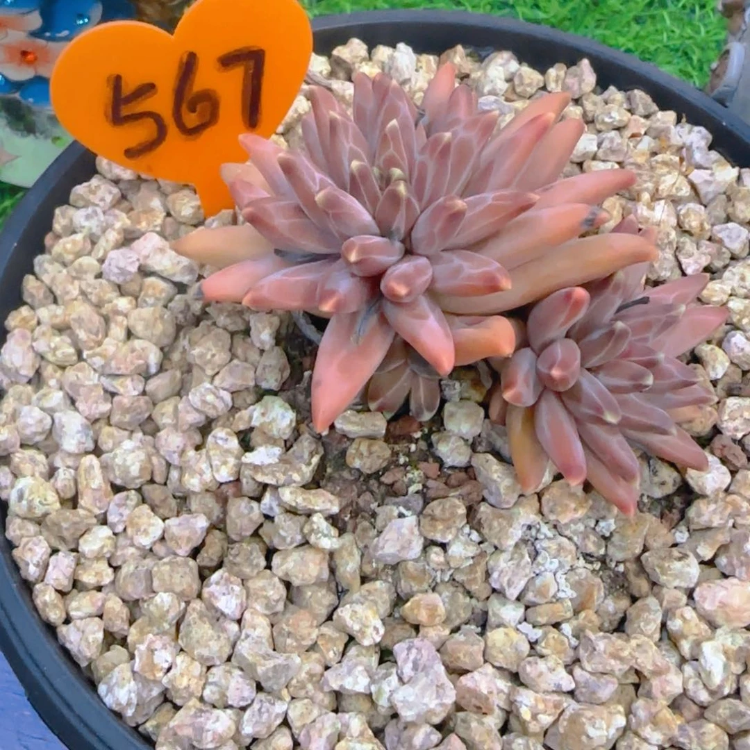 ❤️****567多肉植物一物一拍