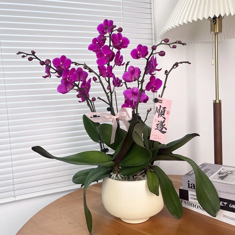 精品蝴蝶兰【满天红】3.0寸杯 带花带花苞高端室内盆栽花卉