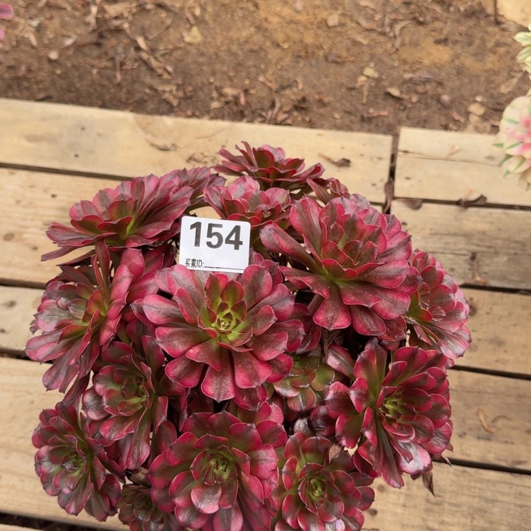 154美姬多肉植物