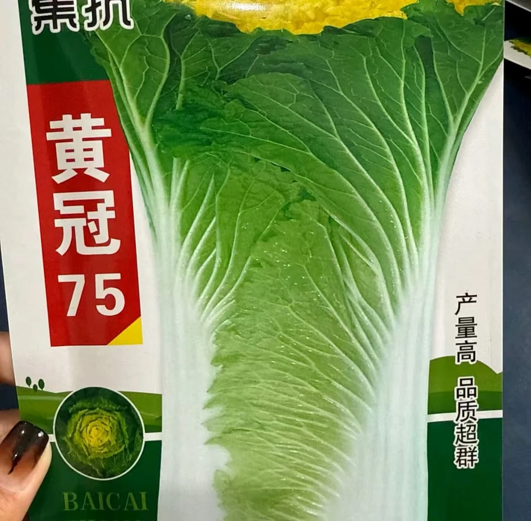 【黄冠75黄心大白菜种子】盆栽地栽阳台庭院四季种植