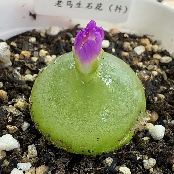 老马生石花2.7灯泡2944