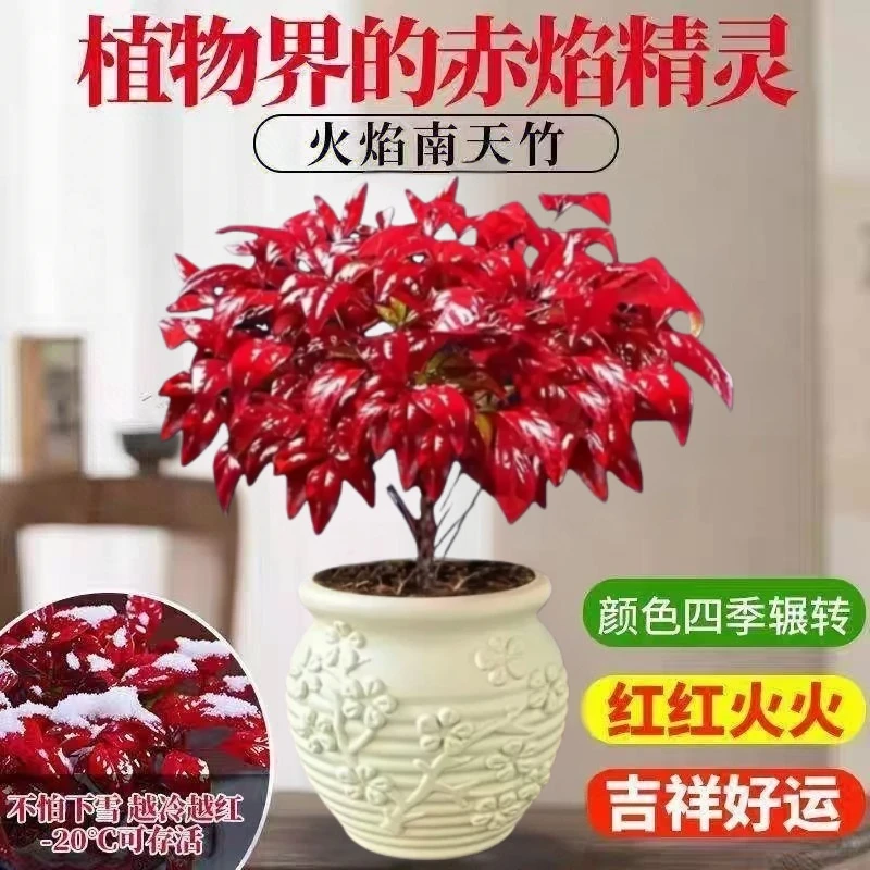 【越冷越红】火焰南天竹盆栽耐寒客厅室内外办公室春绿冬红叶绿植物