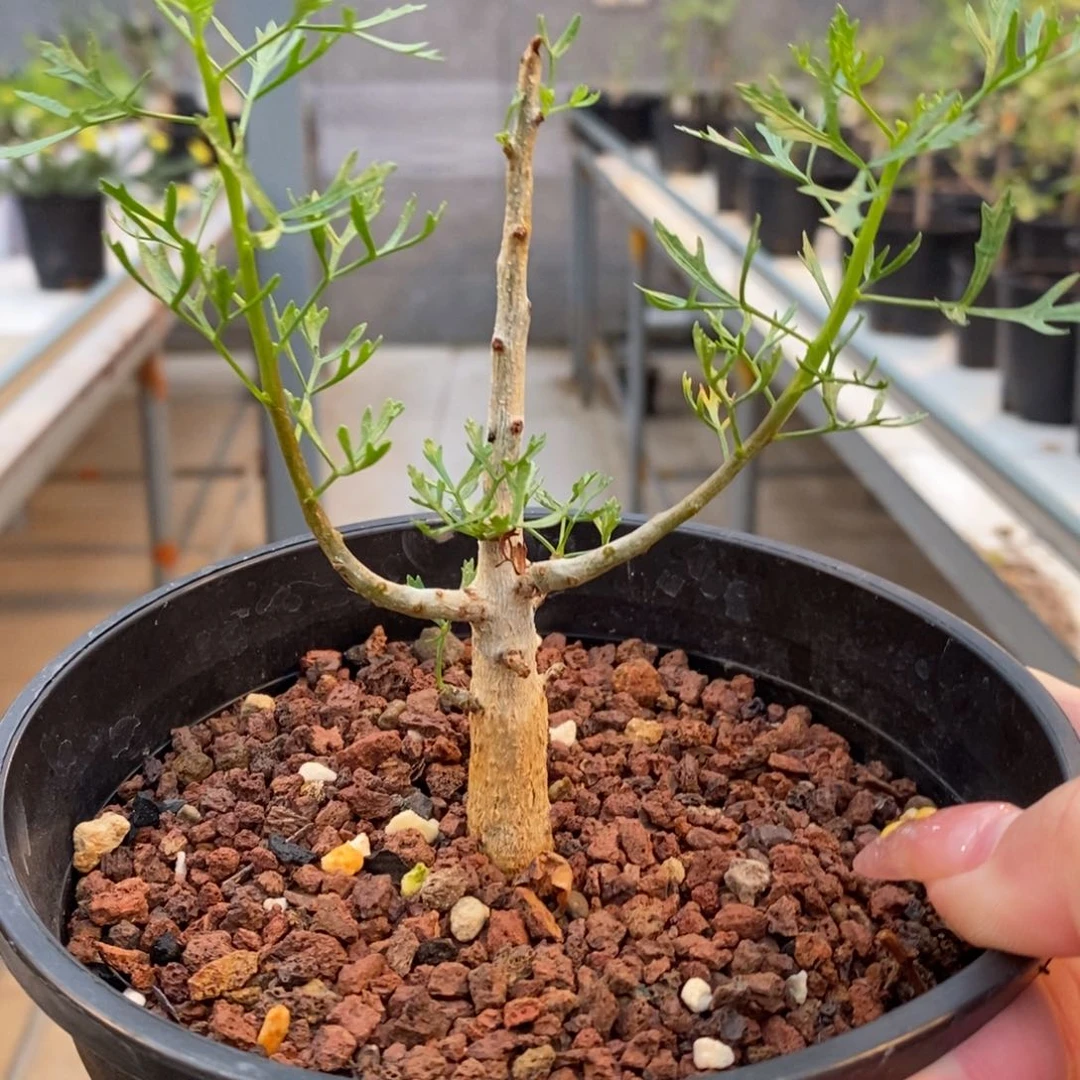 鹿角没药实生带盆