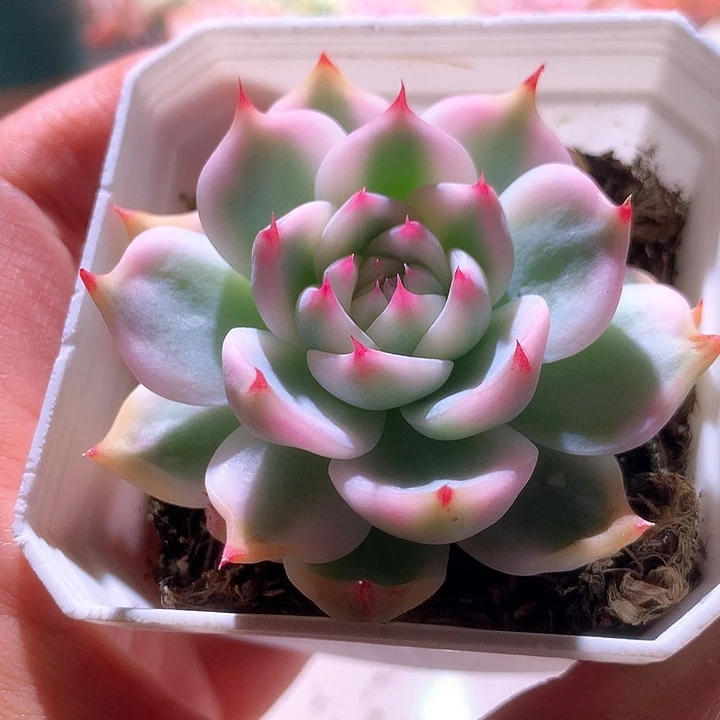 吉娃娃覆轮锦宽叶基因