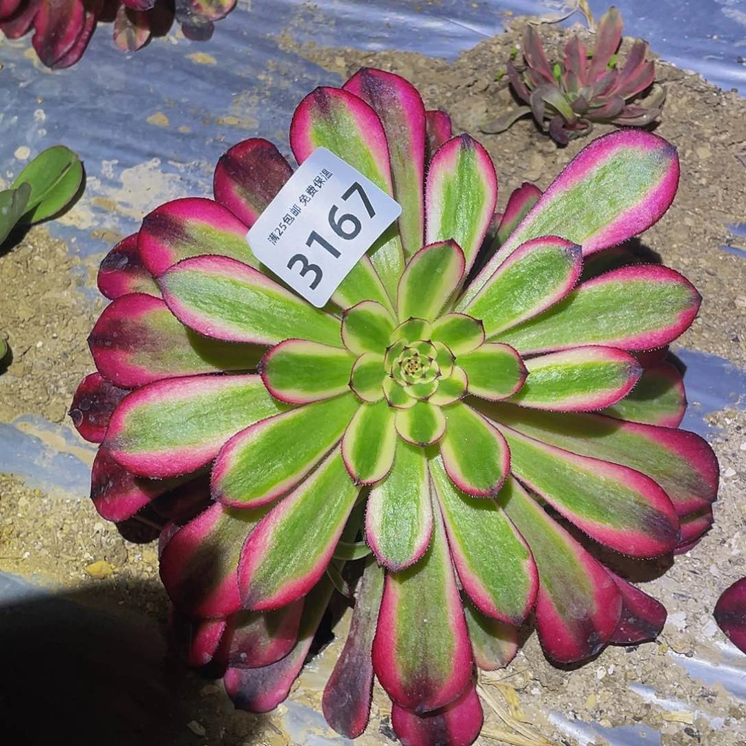 3167女儿红多肉植物