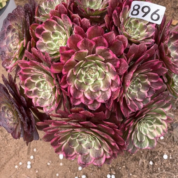 896多肉植物油彩画