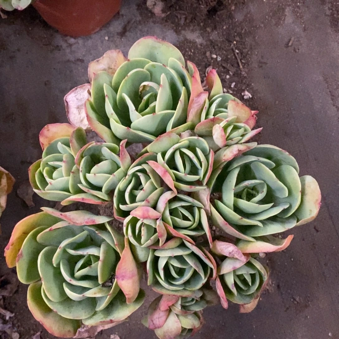 鸡蛋碧桃多头群生