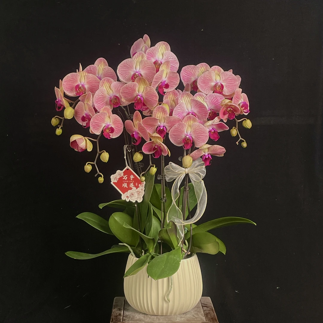 【和弦】室内 蝴蝶兰花 盆栽开花株 四季好养护绿植叶片