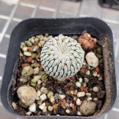 实生金巧殿2仙人球