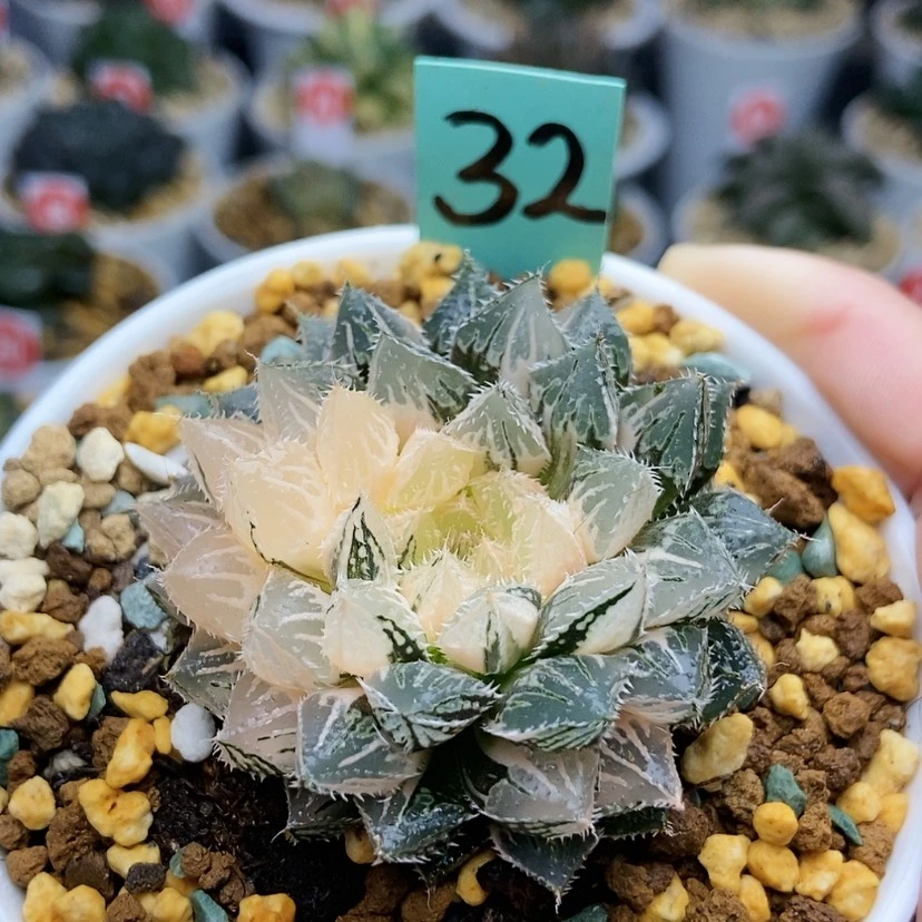 【闪购商品】32楼兰锦