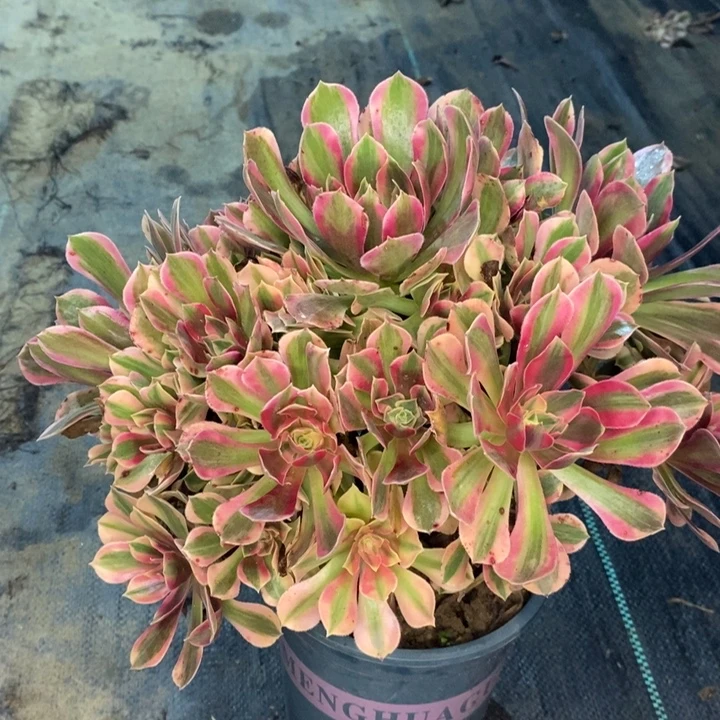 女神多肉植物139。