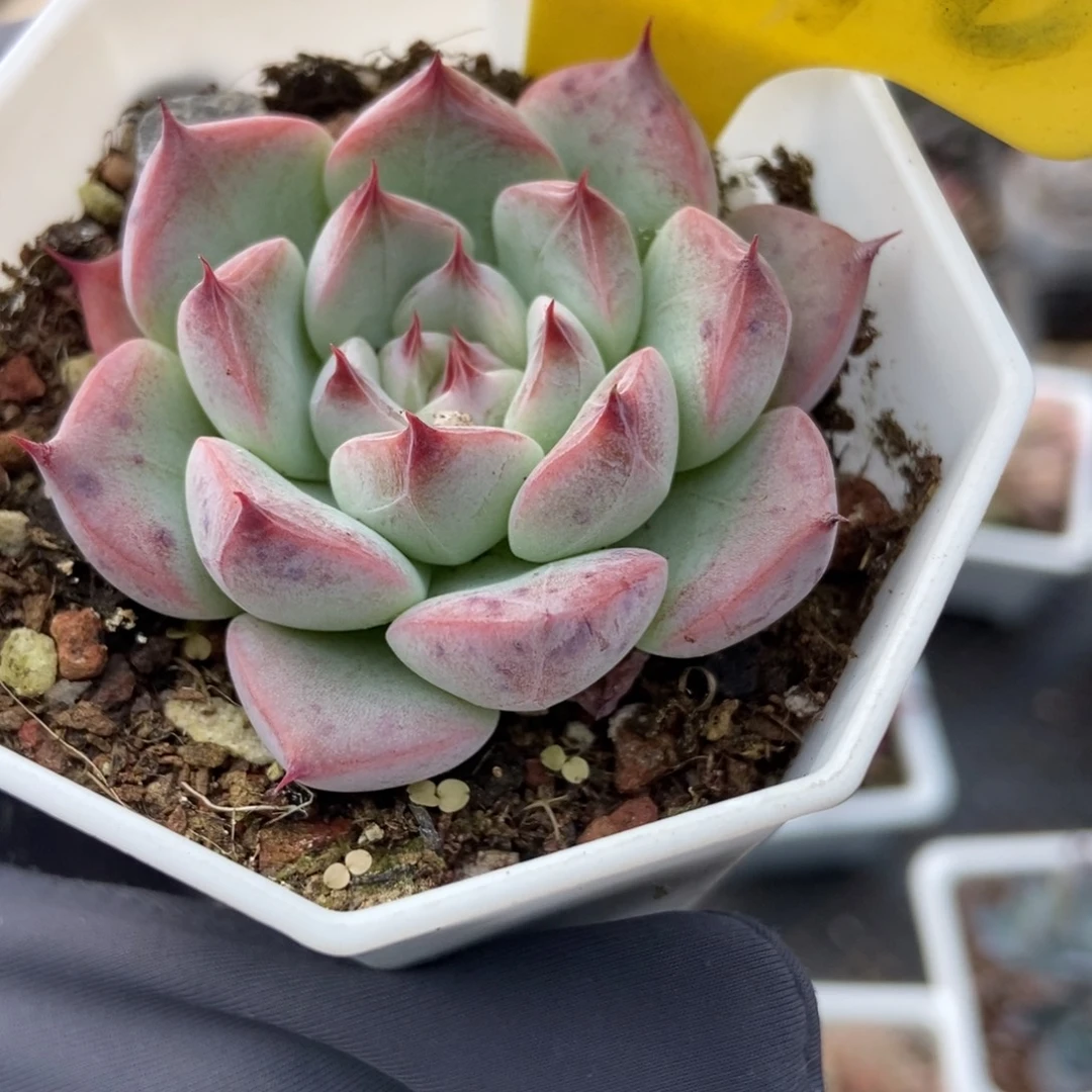 6096婚戒多肉植物