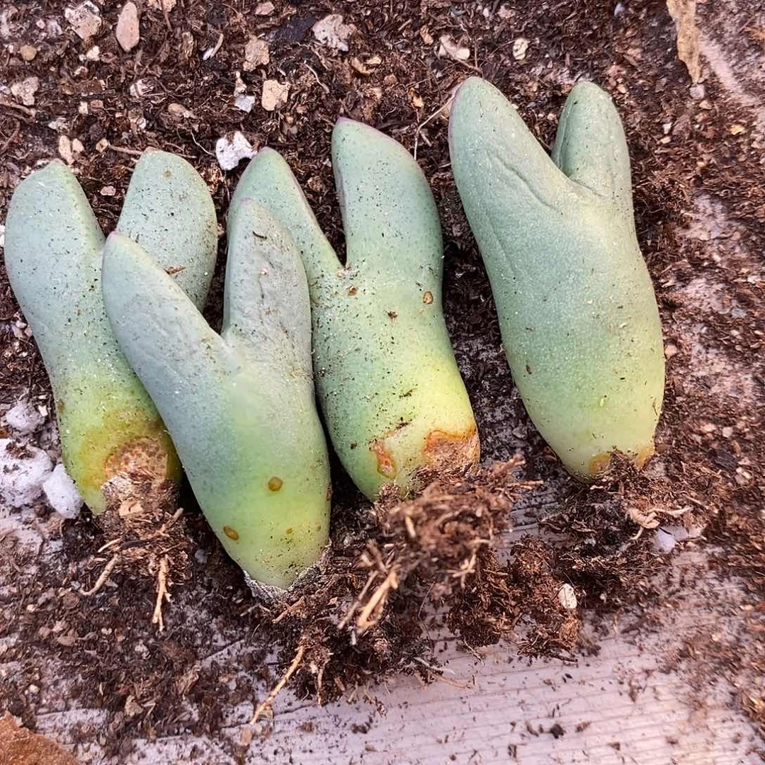 2712皮卡丘一颗。