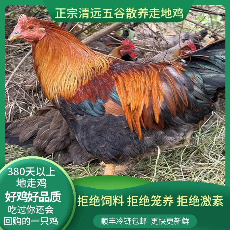 (买一送一)广东清远农村散养本地阉公鸡老母鸡五谷散养土鸡一年鸡