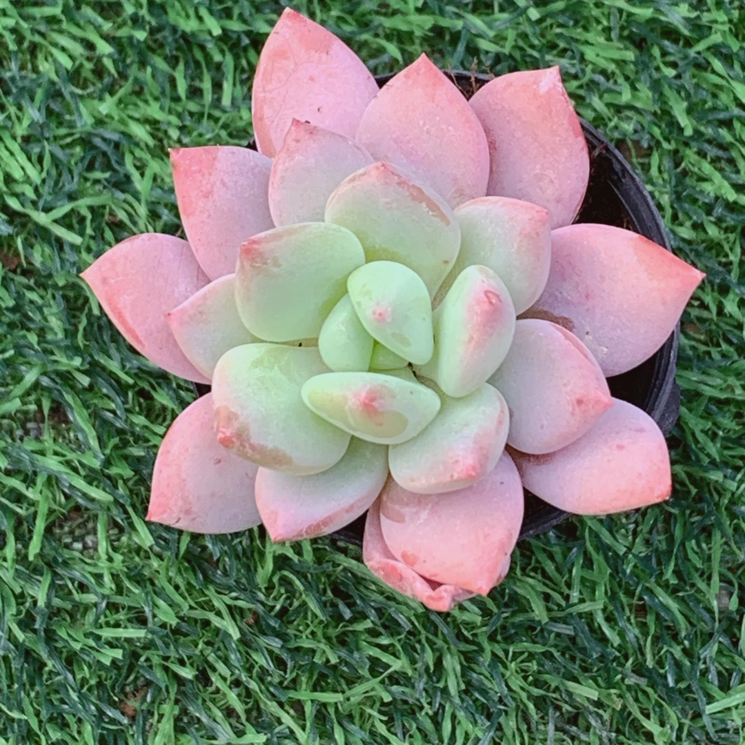 拉丝雨精品多肉植物盆栽阳台好养易养花卉一单包邮