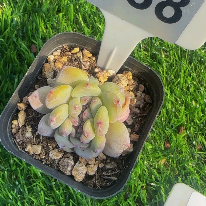 胖*188号一物一拍圆叶星影缀化