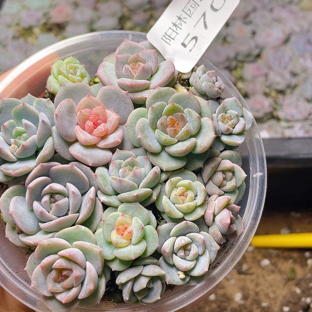 多肉植物多肉植物570