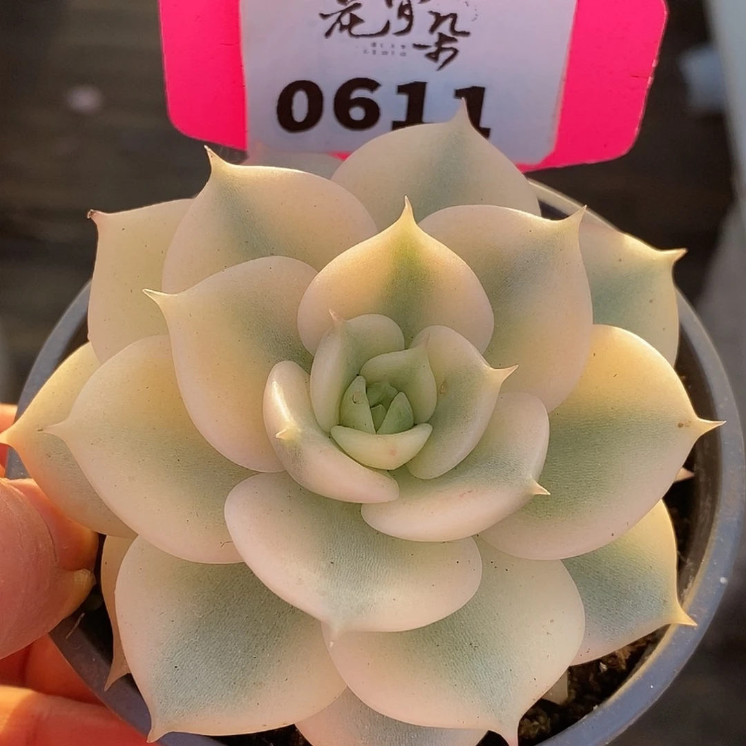 611贝加尔湖哈哈哈哈说