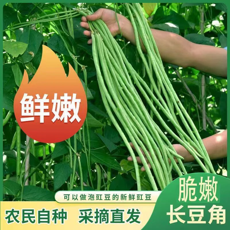 江西农家新鲜长豆角新鲜蔬菜嫩豇豆现摘青豆角可腌制现摘现发