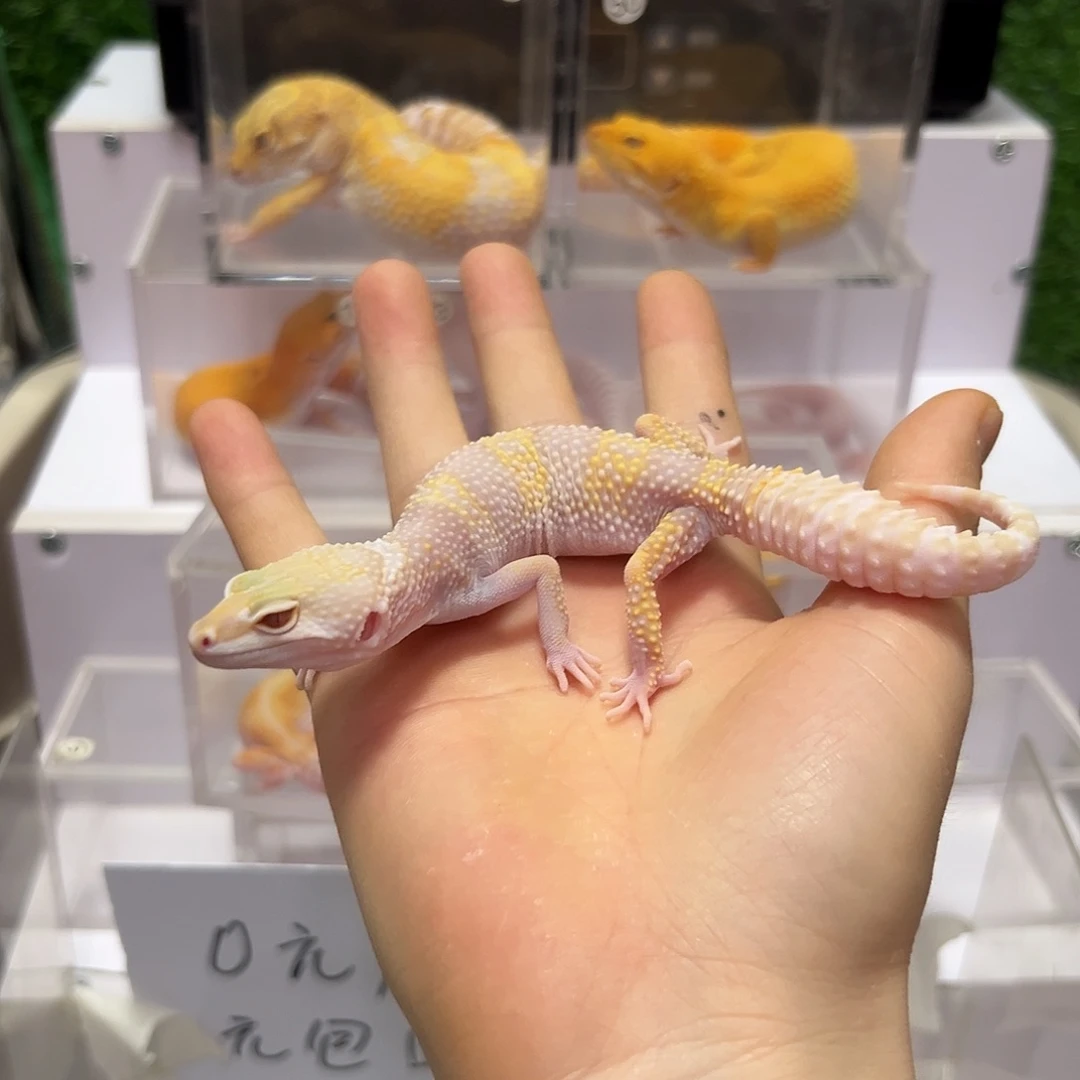 豹纹守宫豹纹守宫