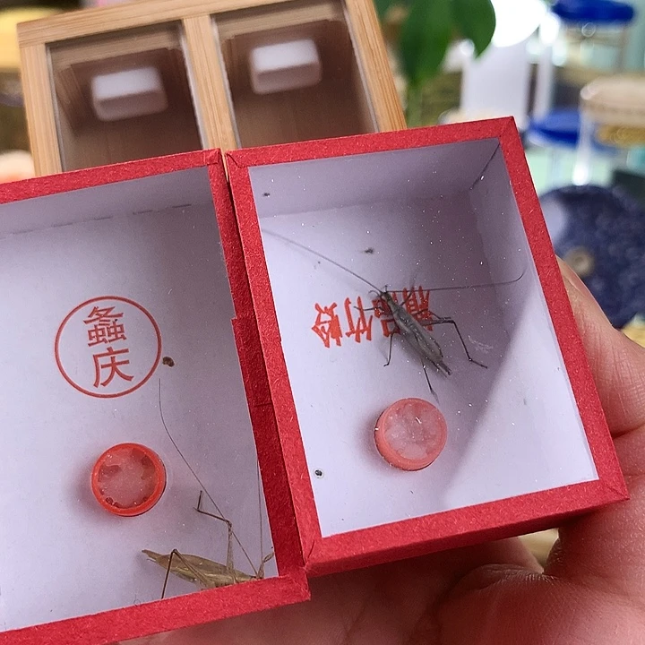 伍***兽紫竹一只➕柬埔寨一只