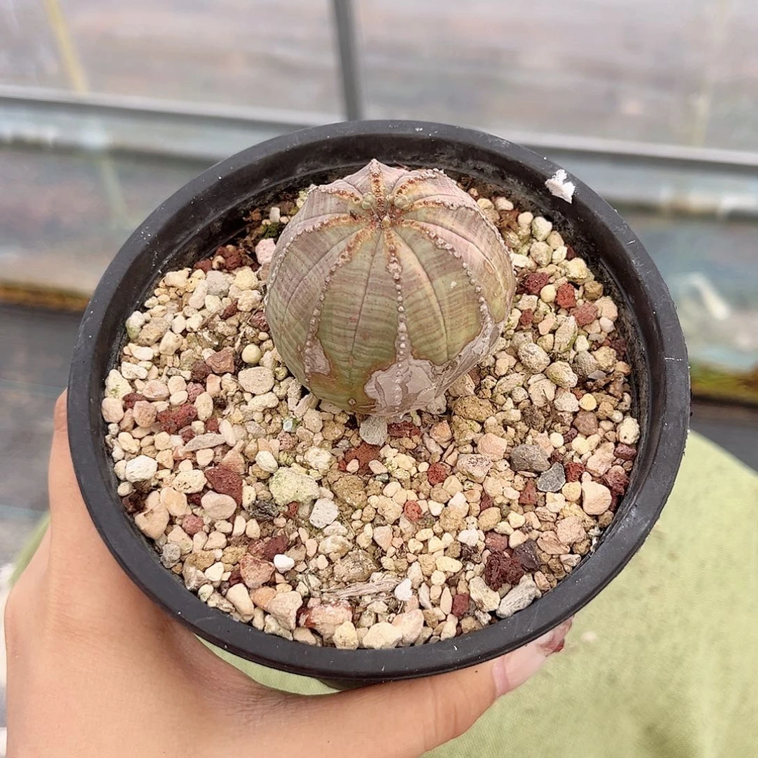 布纹球多肉植物一个